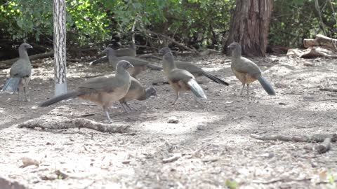 Birds are looking for food