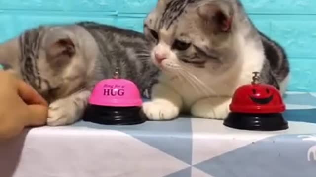Lovely cats contesting :-) for food