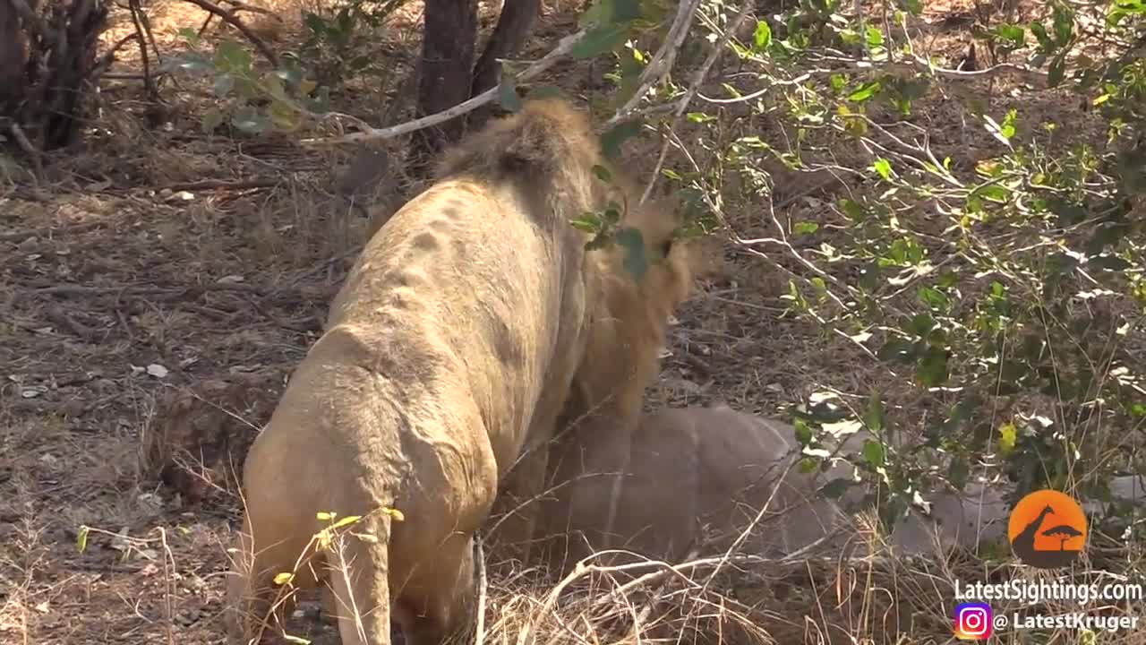 A lion attacking a kudu on road