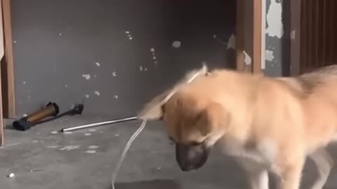 Dog escapes the matrix