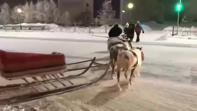 That's what beauty appeared on the pedestrian crossing, fabulous reindeer .