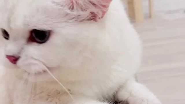 Cute cat baby