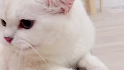 Cute cat baby