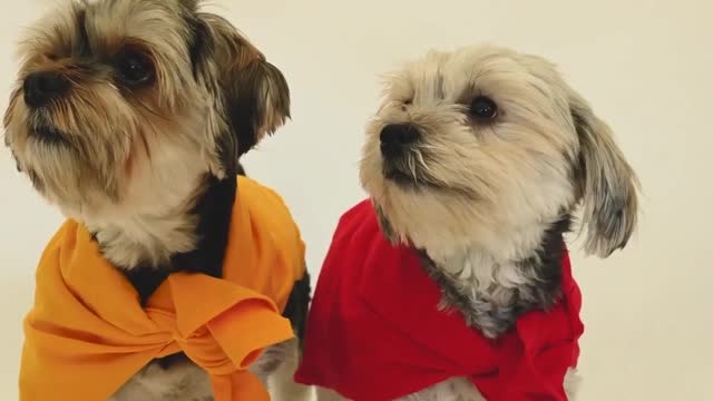 Best Oddly Satisfying Video for Stress Relief #Puppies #Dog