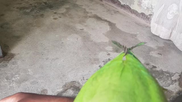 Indian ringneck parrto try to dance