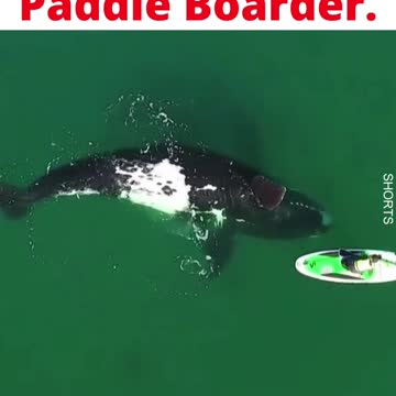 WATCH : Giant Whale Approaches Paddle Boarder. 😲