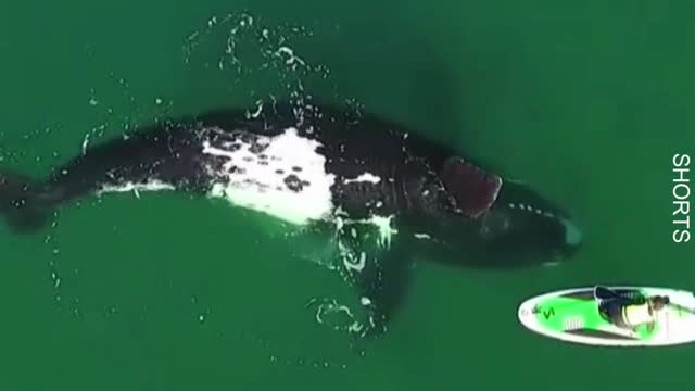 WATCH : Giant Whale Approaches Paddle Boarder. 😲