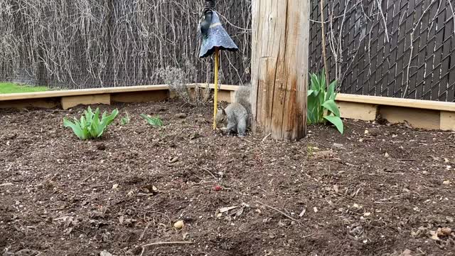 Squirrel Chase