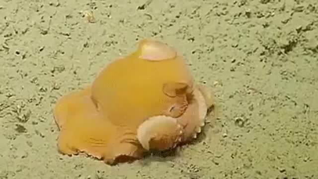 Adorable dumbo octopus