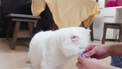 What if the cat is trained?