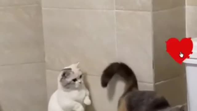 Cat and Dogs. Try not laugh. Funny pet animal video pet