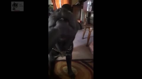Lol dogs