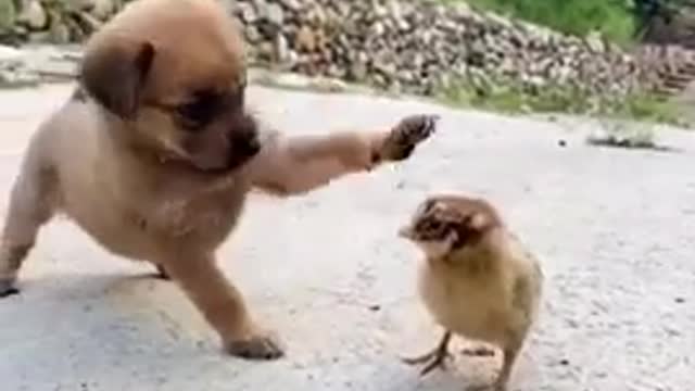 Funny Animal Videos - Awesome Funny Pet Animals | Cute Animals | Super Funny Dog Videos #short video