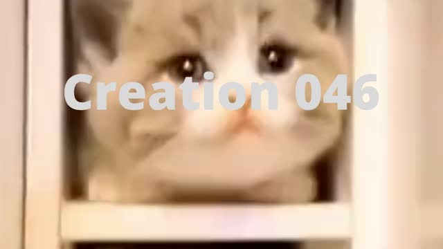 CUTE ADORABLE CATS, FUNNY CATS
