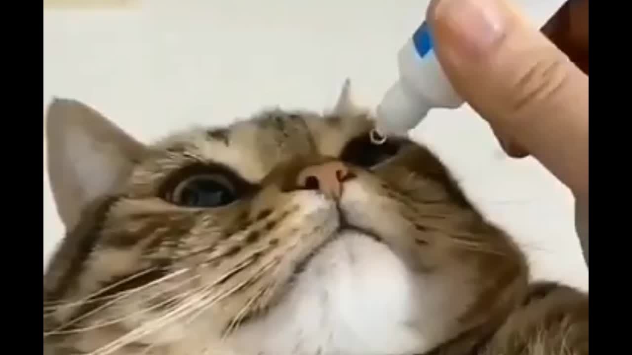 Cat engraçad
