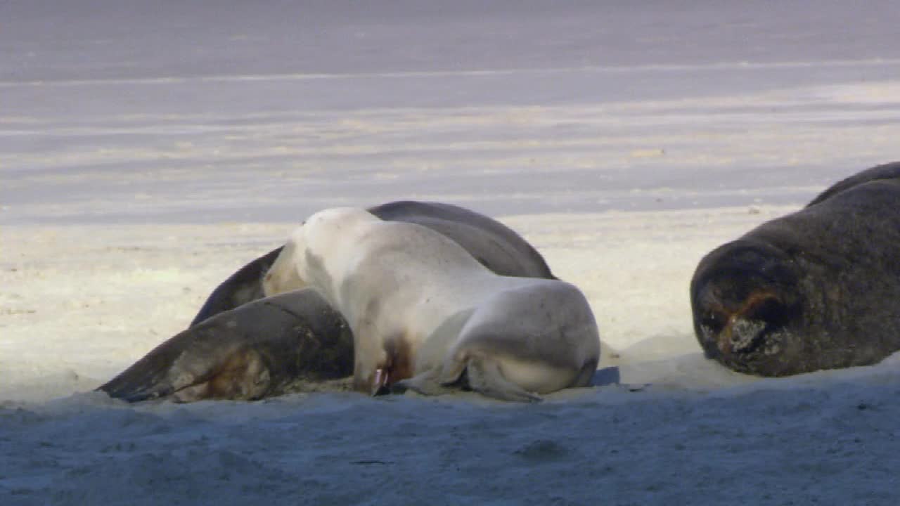 Wildlife in Our Planet