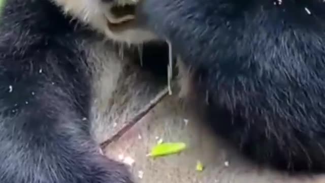 Panda cute