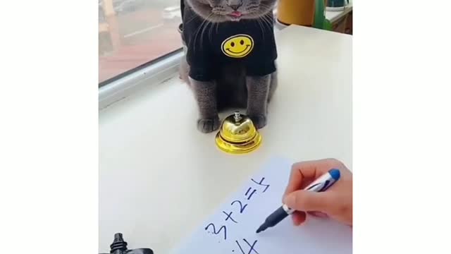 Cute is not Enough - Enjoy Best Funny Cat Video Ever