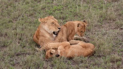 Majestic lions are playing