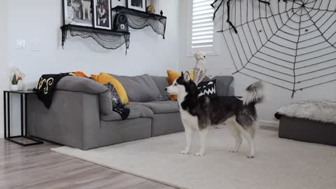 Husky Pranked By Skeleton!