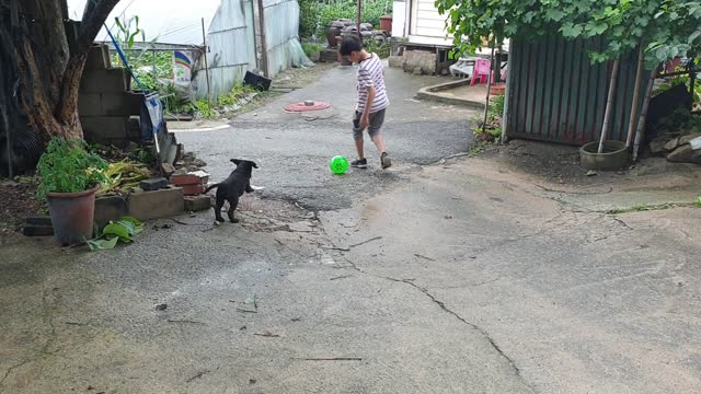 retriever playing ball