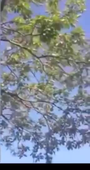 Dead Tree Directly Next to 5G