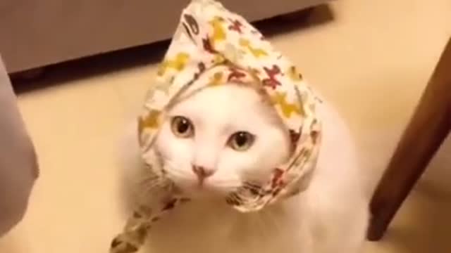 Lovely Cat, black cat, cats, funny cats, funny cat video 2021