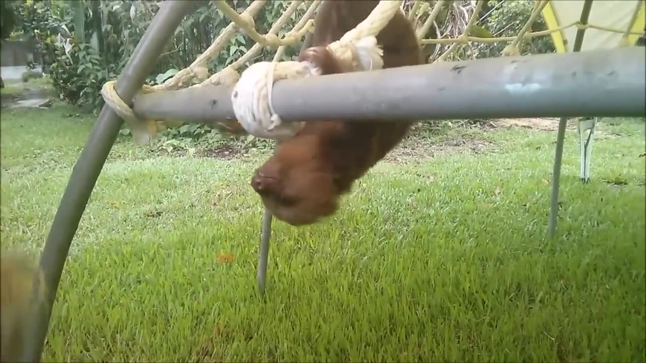 Baby Sloths Being Sloths - FUNNIEST Compilation