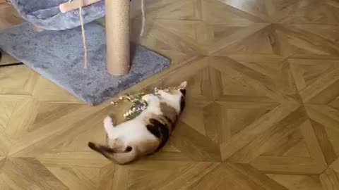 Naughty cat playing