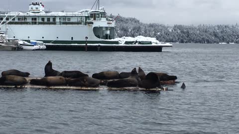 Seal Lions at Fanny Bay, Feb 2018