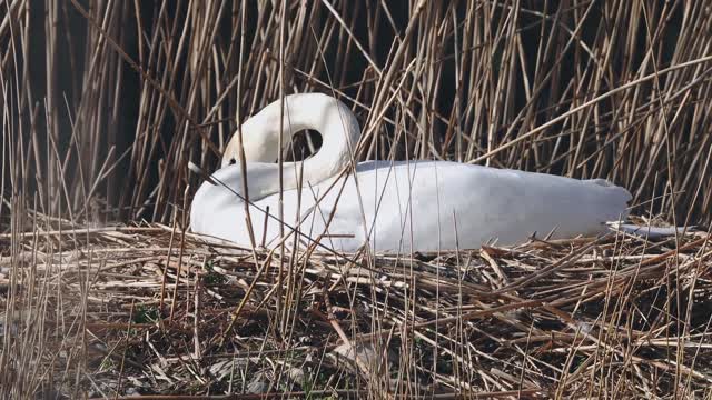 goose-canada-goose-waterfowl-birds