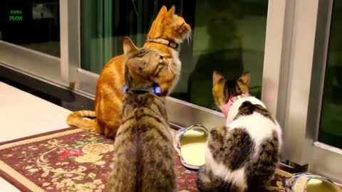 Cat reaction to small bells | See what happens