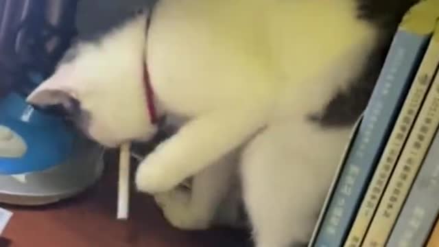 Funny cat