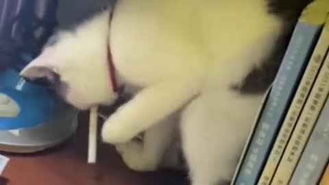Funny cat