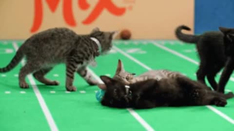 Playing cat