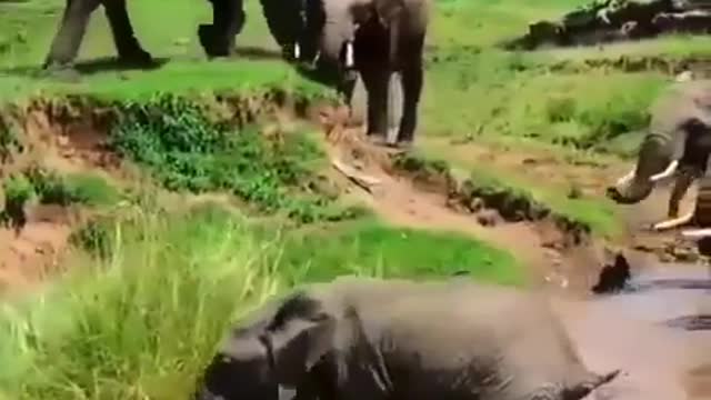 Elephant calf almost drowned