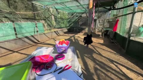 Baby flying-fox in care this is Batzilla's little one, Jason