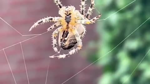 spider making web