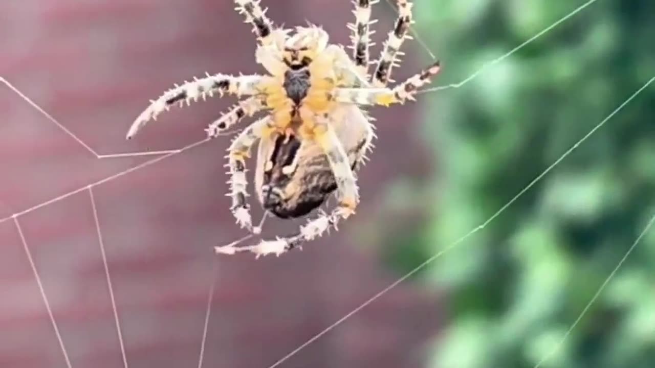 spider making web