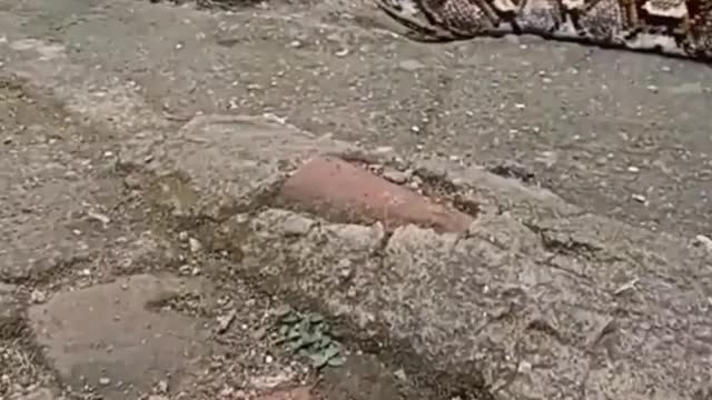 biggest snake in the world