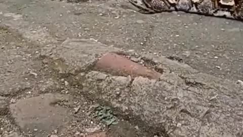 biggest snake in the world