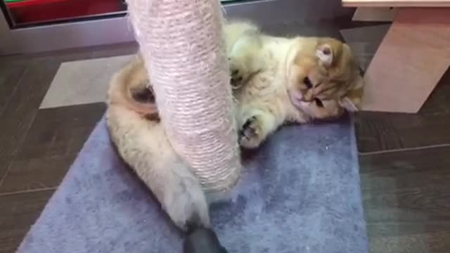 Cat and vacuum cleaner 😂