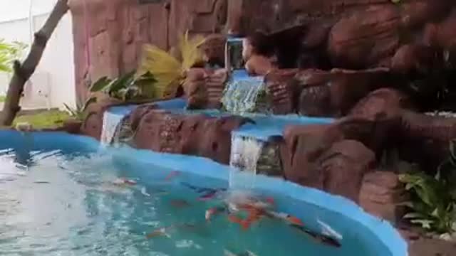 Koi fish pond
