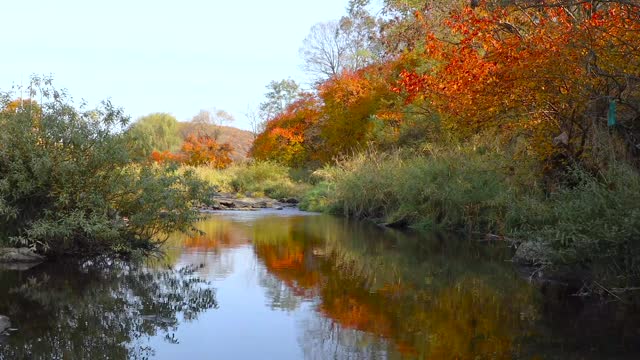 GreekCreek bird singing wild new