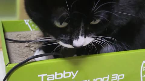 a cat playing with a rubber band