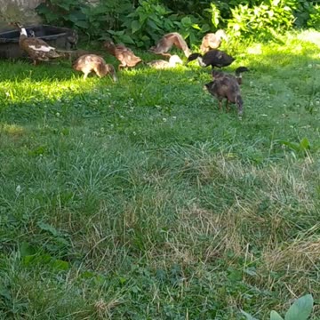 My little ducks 💚🦆