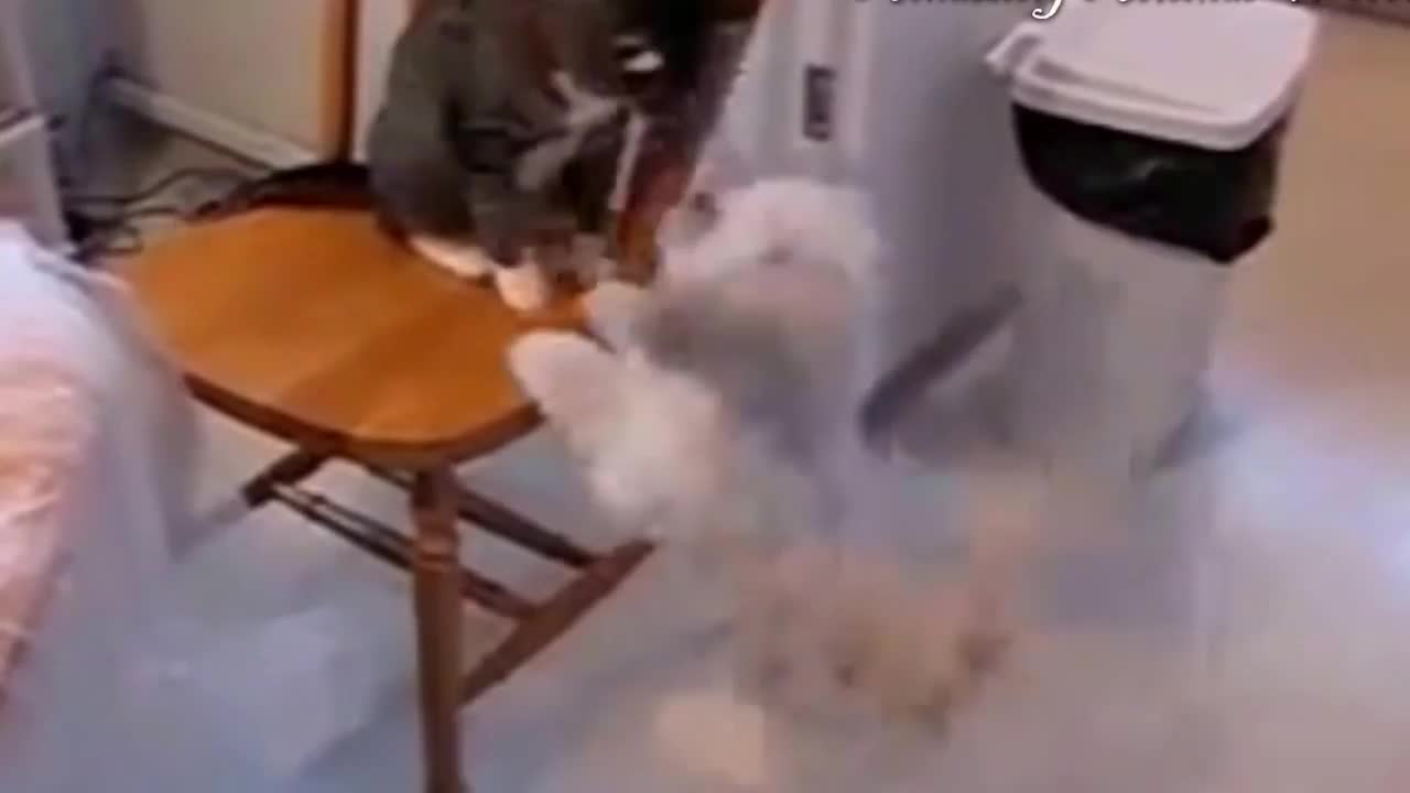 Cat attaking dog