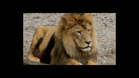 Asiatic Lion & Lionesses