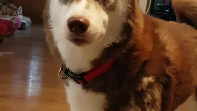 Husky with attitude
