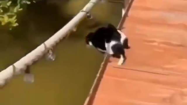 Funny cat 🤣